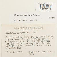 Dicranum ontariense image