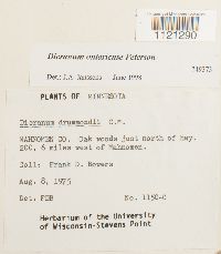 Dicranum ontariense image