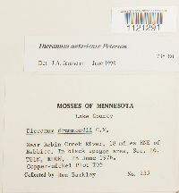 Dicranum ontariense image