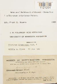 Dicranum ontariense image