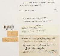 Dicranum ontariense image