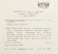 Dicranum ontariense image