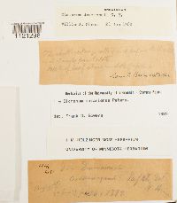 Dicranum ontariense image