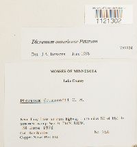 Dicranum ontariense image