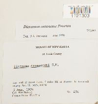 Dicranum ontariense image