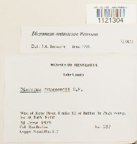 Dicranum ontariense image