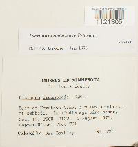 Dicranum ontariense image