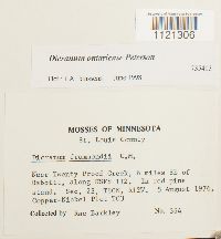 Dicranum ontariense image