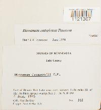 Dicranum ontariense image