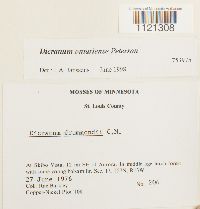 Dicranum ontariense image