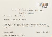 Dicranum ontariense image