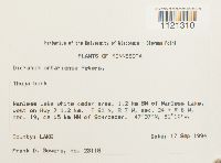 Dicranum ontariense image