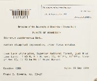 Dicranum ontariense image