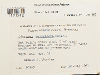 Dicranum ontariense image