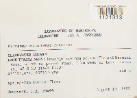 Dicranum ontariense image