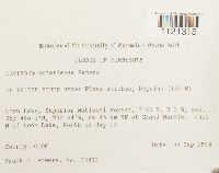 Dicranum ontariense image