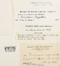 Dicranum ontariense image