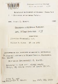 Dicranum ontariense image