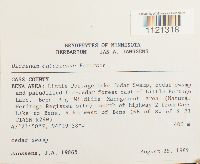 Dicranum ontariense image