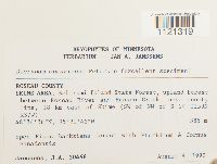 Dicranum ontariense image