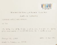 Dicranum ontariense image