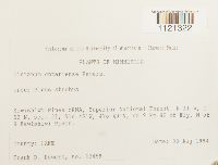 Dicranum ontariense image