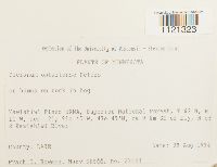 Dicranum ontariense image