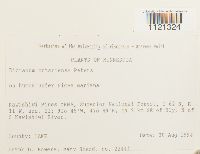 Dicranum ontariense image