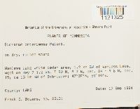 Dicranum ontariense image