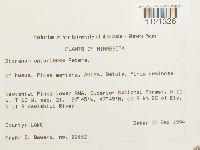 Dicranum ontariense image