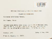 Dicranum ontariense image