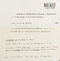 Dicranum ontariense image