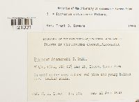 Dicranum ontariense image