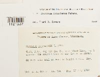 Dicranum ontariense image