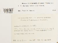 Dicranum ontariense image