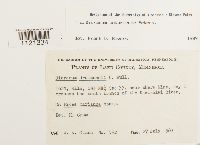 Dicranum ontariense image