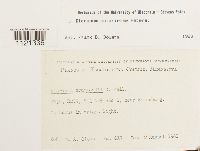 Dicranum ontariense image