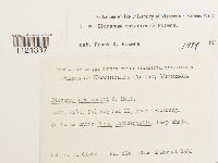 Dicranum ontariense image