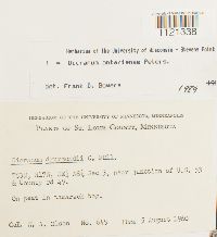 Dicranum ontariense image