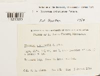 Dicranum ontariense image