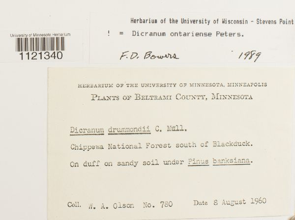 Dicranum ontariense image