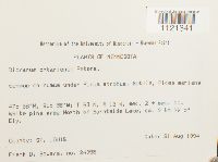 Dicranum ontariense image