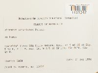 Dicranum ontariense image