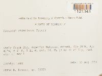 Dicranum ontariense image