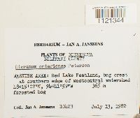 Dicranum ontariense image