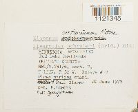 Dicranum ontariense image