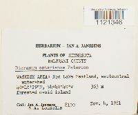 Dicranum ontariense image