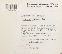 Dicranum ontariense image