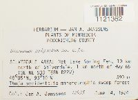 Dicranum ontariense image