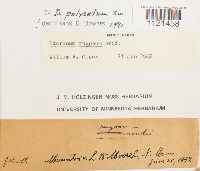 Dicranum polysetum image